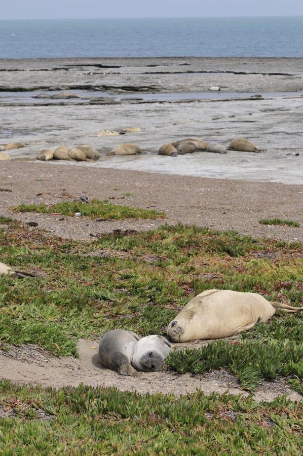 La Tosca Hostel Puerto Madryn Dış mekan fotoğraf